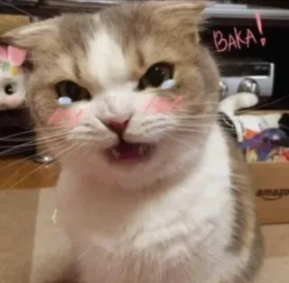 😺 BAKA! gato, baka, zangado, fofo, animal, meme whatsapp sticker