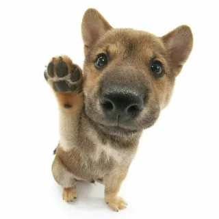 👋 개, 강아지, 동물, 귀여운, 발, 애완동물 telegram sticker