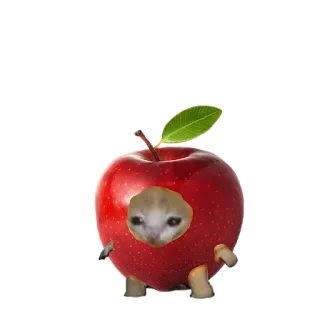 🍎 แอปเปิล, แมว, มีม, ตลก, น่ารัก, สติกเกอร์ whatsapp sticker