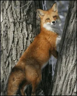 🍂 Fuchs, Tier, Wildtier, Natur, Säugetier, Wald telegram sticker