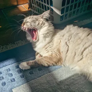 🥱 cat, yawning, pet, animal, domestic cat, furry, domestic animal telegram sticker