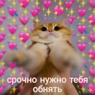 🤗 срочно нужно тебя обнять kot, słodki, miłość, serca, przytulanie, rosyjski whatsapp sticker