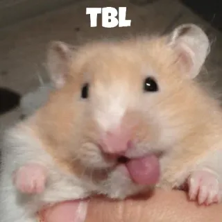 ❤️ TBL hamster, dier, knaagdier, tong, schattig whatsapp sticker