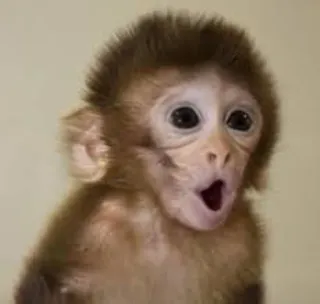 🐒 singe, animal, mignon, mammifère, primate, faune, bébé singe telegram sticker