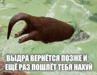 🦥 Выдра вернётся позже и ещё раз пошлёт тебя нахуй otter, animal, offensive, rude, cursing, humor telegram sticker