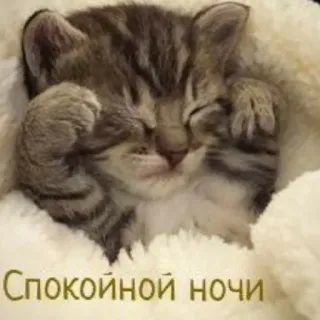 😴 Спокойной ночи anak kucing, kucing, tidur, imut, selamat malam, hewan whatsapp sticker