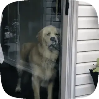 🐶 cane, golden retriever, animale domestico, animale domestico telegram sticker
