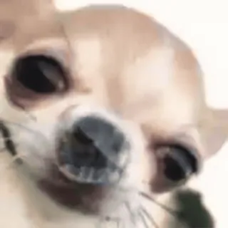☺️ dog, chihuahua, animal, pet, cute telegram sticker