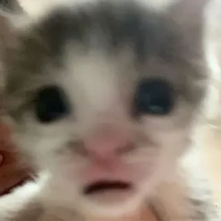 😼 kitten, cat, animal, cute, meme, shocked, funny, pet whatsapp sticker