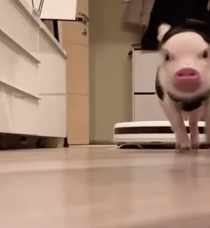 🐷 porco, animal, fofo, animal de estimação, casa, robô aspirador, animal doméstico whatsapp sticker