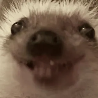 🌟 Igel, Tier, süß, lustig, Säugetier telegram sticker