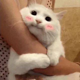🌿 kat, schattig, kawaii, dier, witte kat, huisdier, blozen telegram sticker