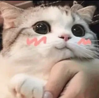 😸 kat, dier, huisdier, schattig, tam, kitten, zoogdier telegram sticker