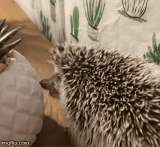 🦔 Ёж, Животное, Ананас, Милый, Домашнее животное telegram sticker