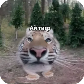 🐯 Ай тигр 虎, 動物, 面白い, ミーム telegram sticker