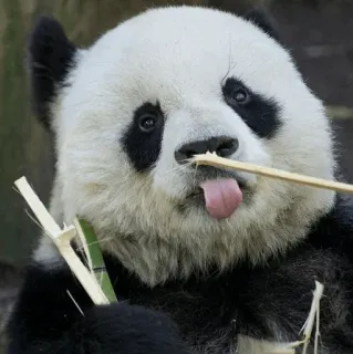 🐼 Panda, Animal, Lindo, Bambú, Lengua telegram sticker