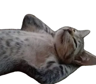😻 kot, kociak, zwierzę, zwierzak, słodki, koci, śpiący telegram sticker