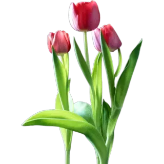 💐 ทิวลิป, ดอกไม้, พืช, สีแดง, ช่อดอกไม้, บาน, ฤดูใบไม้ผลิ telegram sticker