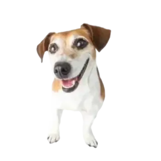 😄 собака, питомец, животное, милый, домашнее животное telegram sticker