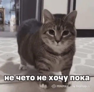 🌟 не чето не хочу пока cat, pet, animal, cute, domestic cat telegram sticker