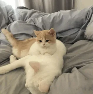 💓 кот, котёнок, милый, животное, питомец, домашний, кошачий whatsapp sticker