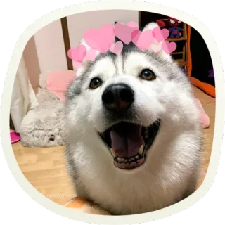 😃 собака, хаски, питомец, животное, милый, сердечки, счастливый telegram sticker