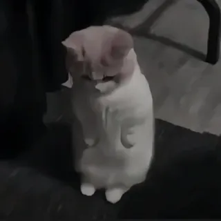 🍄 고양이, 서있는, 동물, 애완동물, 귀여운 telegram sticker