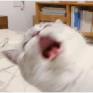 🎀 고양이, 동물, 애완동물, 흰색, 하품, 반려동물 whatsapp sticker