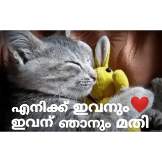 🤓 എനിക്ക് ഇവനും ഇവന് ഞാനും മതി kat, hart, liefde, huisdier, dieren, schattig telegram sticker