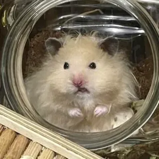 😠 hamster, animal de compagnie, animal, rongeur, mignon, doux, adorable telegram sticker