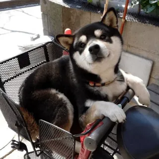 ☺️ chien, animal de compagnie, animal, Shiba Inu, vélo, mignon, panier whatsapp sticker