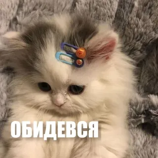 😒 ОБИДЕВСЯ cat, kitten, cute, sad, upset, clip telegram sticker