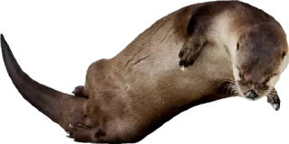 〰 wydra, zwierzę, ssak, dzika przyroda telegram sticker