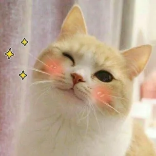 ☺️ gatto, carino, animale, animale domestico, occhiolino, kawaii telegram sticker