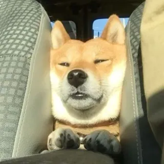 😐 Shiba Inu, chien, animal, animal de compagnie, mignon, siège auto telegram sticker
