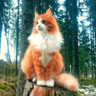 🐈 gatto, gatto arancione, foresta, animale domestico, animale, mammifero, fauna selvatica, felino telegram sticker