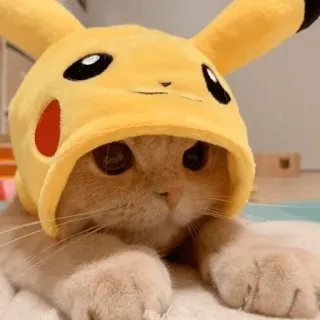 🍑 Pikachu Pokemon cat, pikachu, pokemon, animal, pet, costume, cute, funny telegram sticker