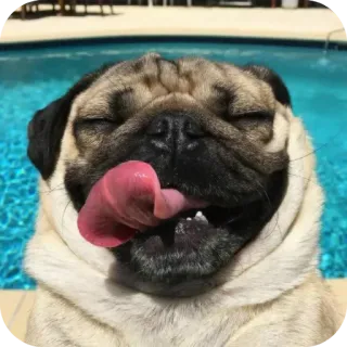 👍 telegram sticker