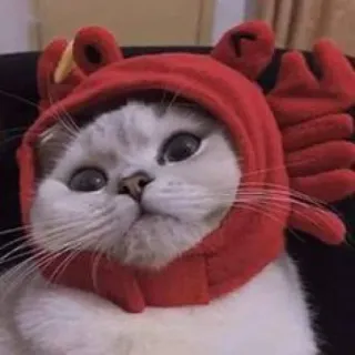 🙁 gatto, granchio, animale, animale domestico, carino, divertente, cappello telegram sticker