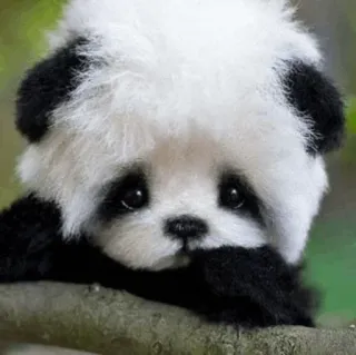 🐼 Panda, Lindo, Animal, Oso, Vida Salvaje telegram sticker