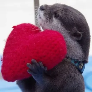 🐾 loutre, animal, coeur, amour, mignon, faune whatsapp sticker