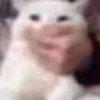 🤫 Katze, Tier, Meme, verschwommen, weiße Katze, lustig telegram sticker