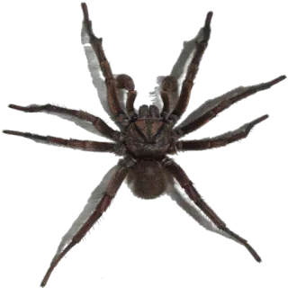 🕷 spin, spinachtige, insect, dier, natuur, griezelig telegram sticker