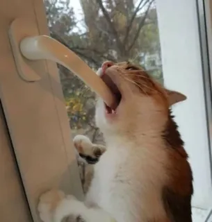 😾 cat, window, animal, pet, feline whatsapp sticker