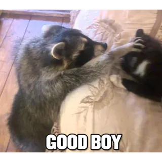 😀 GOOD BOY mapache, gato, buen chico, mascota, animal telegram sticker