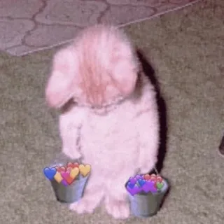 🍡 chaton, coeurs, seaux, mignon, arc-en-ciel, chat, animal, animal de compagnie whatsapp sticker