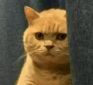 😐 gato, animal, mascota, animal doméstico, mamífero, gato doméstico, gato naranja whatsapp sticker