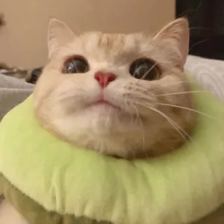🌟 gatto, animale domestico, animale, carino, gatto domestico, felino, mammifero telegram sticker