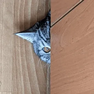 👀 cat, pet, animal, peeking, hiding telegram sticker