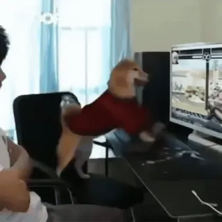 🐶 chien, jouer, jeu vidéo, ordinateur, drôle, mème, shiba inu, gamer whatsapp sticker